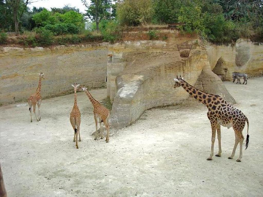 149 BIO PARC DE DOUE LA FONTAINE 2- 2016_000039.jpg